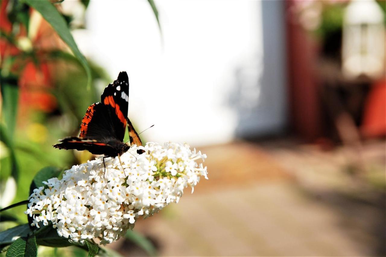 Appartamento Thueringer Waldidyll Brotterode Esterno foto