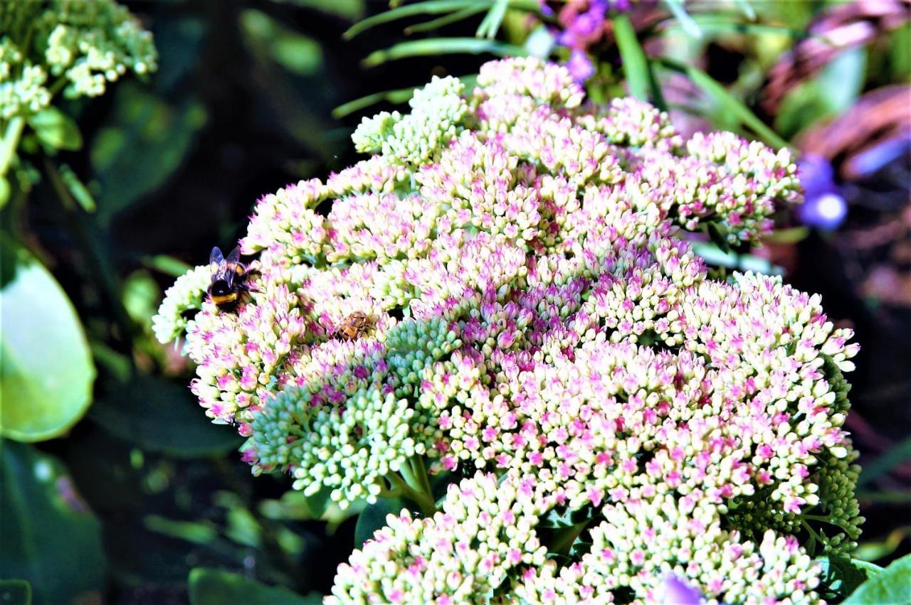 Appartamento Thueringer Waldidyll Brotterode Esterno foto